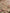 Super King Size Jaipuri Cotton Bedsheet – Soft Beige with Botanical Bloom