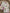 Single Size Bed Sheet- Pink Flover (Dispatch Time 24 Hours)